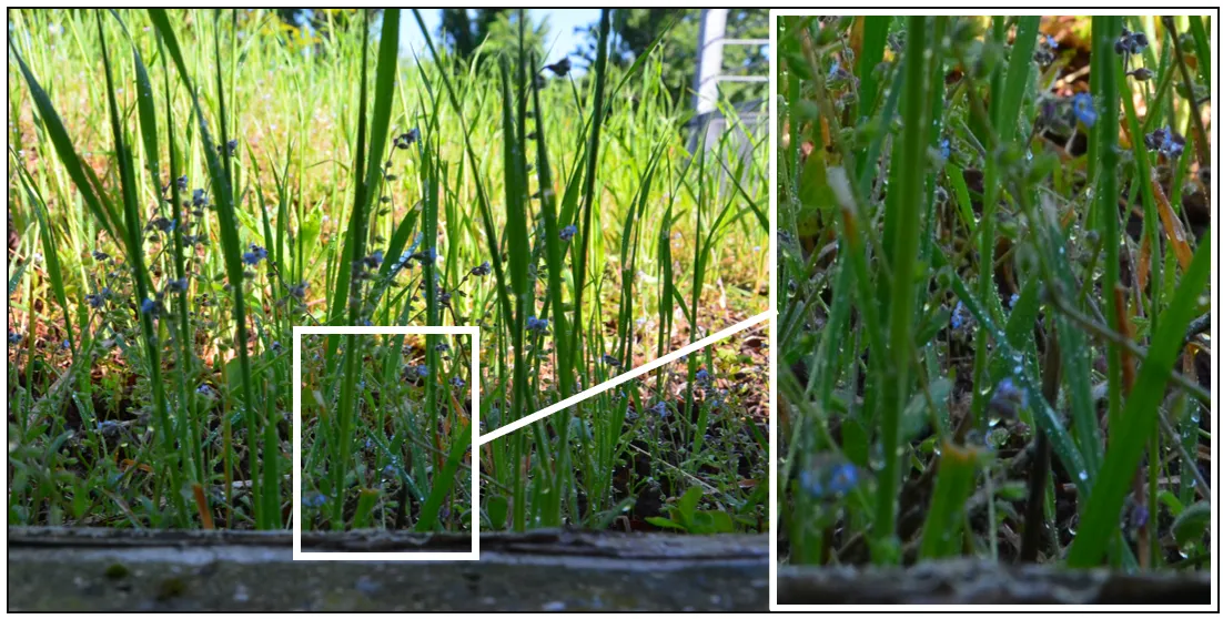 Formation de rosée au lever du jour